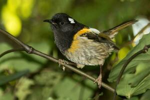 hihi oiseau de point de Nouveau zélande photo