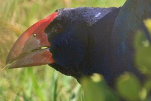 takahe rail de Nouveau zélande photo