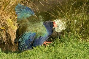 takahe rail de Nouveau zélande photo