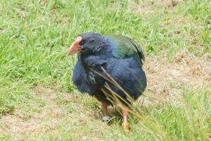 takahe rail de Nouveau zélande photo