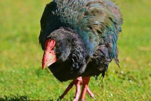 takahe rail de Nouveau zélande photo