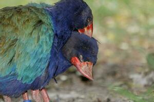 takahe rail de Nouveau zélande photo