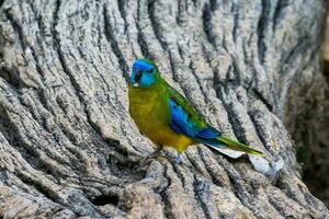 turquoise perroquet de Australie photo