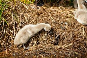 noir cygne dans australasie photo