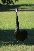 noir cygne dans australasie photo