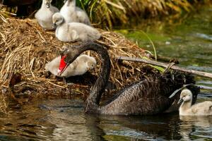 noir cygne dans australasie photo