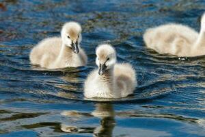 noir cygne dans australasie photo