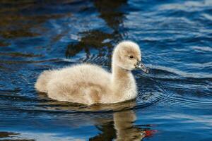 noir cygne dans australasie photo