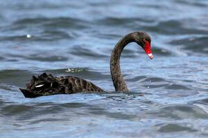 noir cygne dans australasie photo