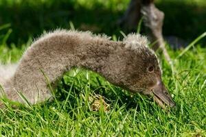 noir cygne dans australasie photo