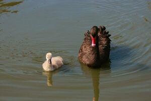 noir cygne dans australasie photo