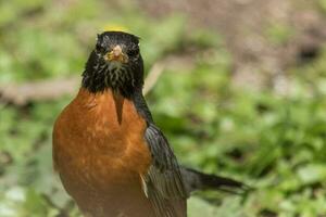 américain Robin dans Etats-Unis photo