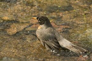 américain Robin dans Etats-Unis photo