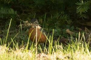 américain Robin dans Etats-Unis photo