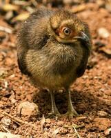 australien brosse dinde photo