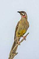 rouge wattlebird dans Australie photo