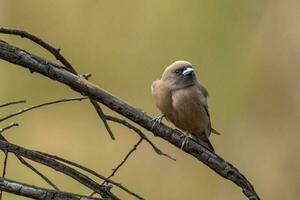 peu hirondelle dans Australie photo