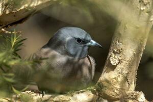 masqué hirondelle dans Australie photo