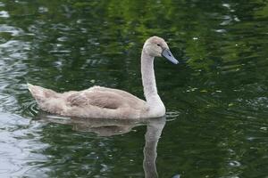 muet cygne dans Angleterre photo