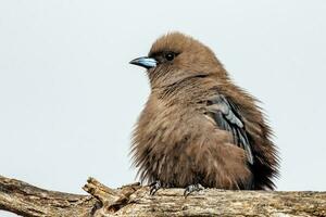 sombre hirondelle dans Australie photo