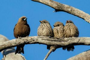 sombre hirondelle dans Australie photo