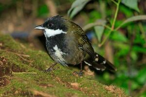 est oiseau fouet dans Australie photo