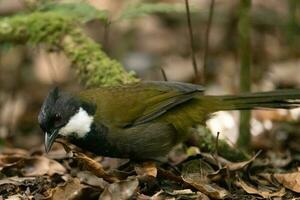 est oiseau fouet dans Australie photo