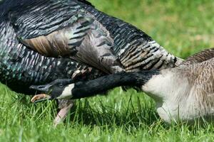 sauvage dinde oiseau photo