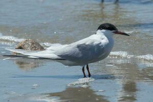 forster sterne dans Etats-Unis photo