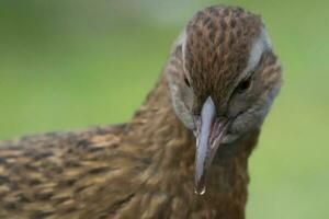 weka endémique rail de Nouveau zélande photo