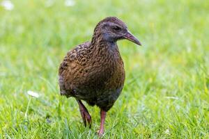 weka endémique rail de Nouveau zélande photo