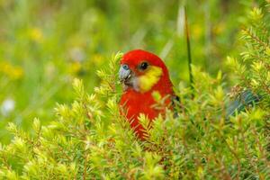 occidental Rosella perroquet photo