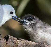 blanc sterne dans Australie photo