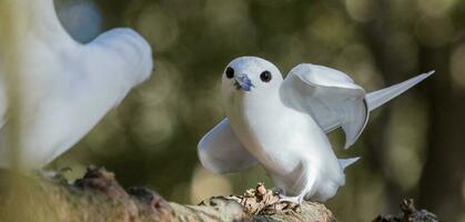 blanc sterne dans Australie photo