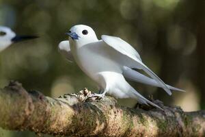 blanc sterne dans Australie photo