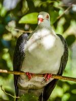 à tête blanche Pigeon dans Australie photo