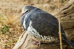 wonga Pigeon dans Australie photo