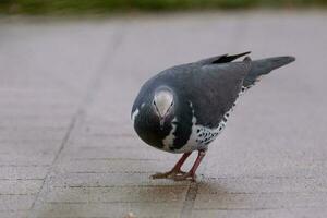 wonga Pigeon dans Australie photo