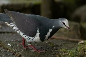 wonga Pigeon dans Australie photo