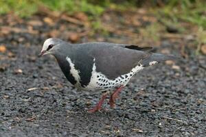 wonga Pigeon dans Australie photo