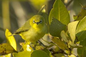 Jaune oeil blanc dans Australie photo