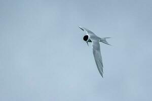 à front blanc sterne dans Australie photo