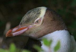 pingouin aux yeux jaunes en nouvelle-zélande photo