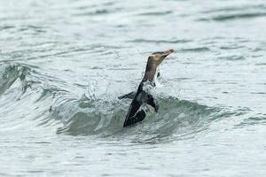 pingouin aux yeux jaunes en nouvelle-zélande photo