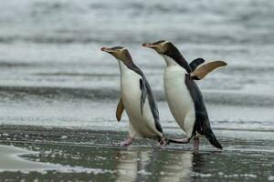 pingouin aux yeux jaunes en nouvelle-zélande photo