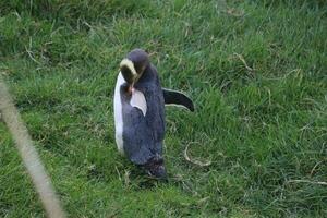 pingouin aux yeux jaunes en nouvelle-zélande photo