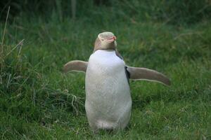 pingouin aux yeux jaunes en nouvelle-zélande photo