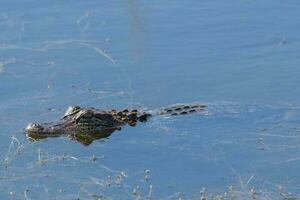 alligator dans Etats-Unis photo