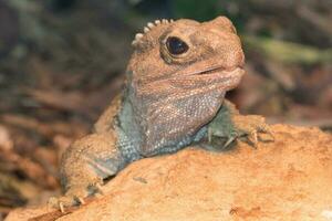 tuatara de Nouveau zélande photo