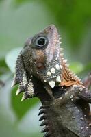 de boyd forêt dragon dans Australie photo